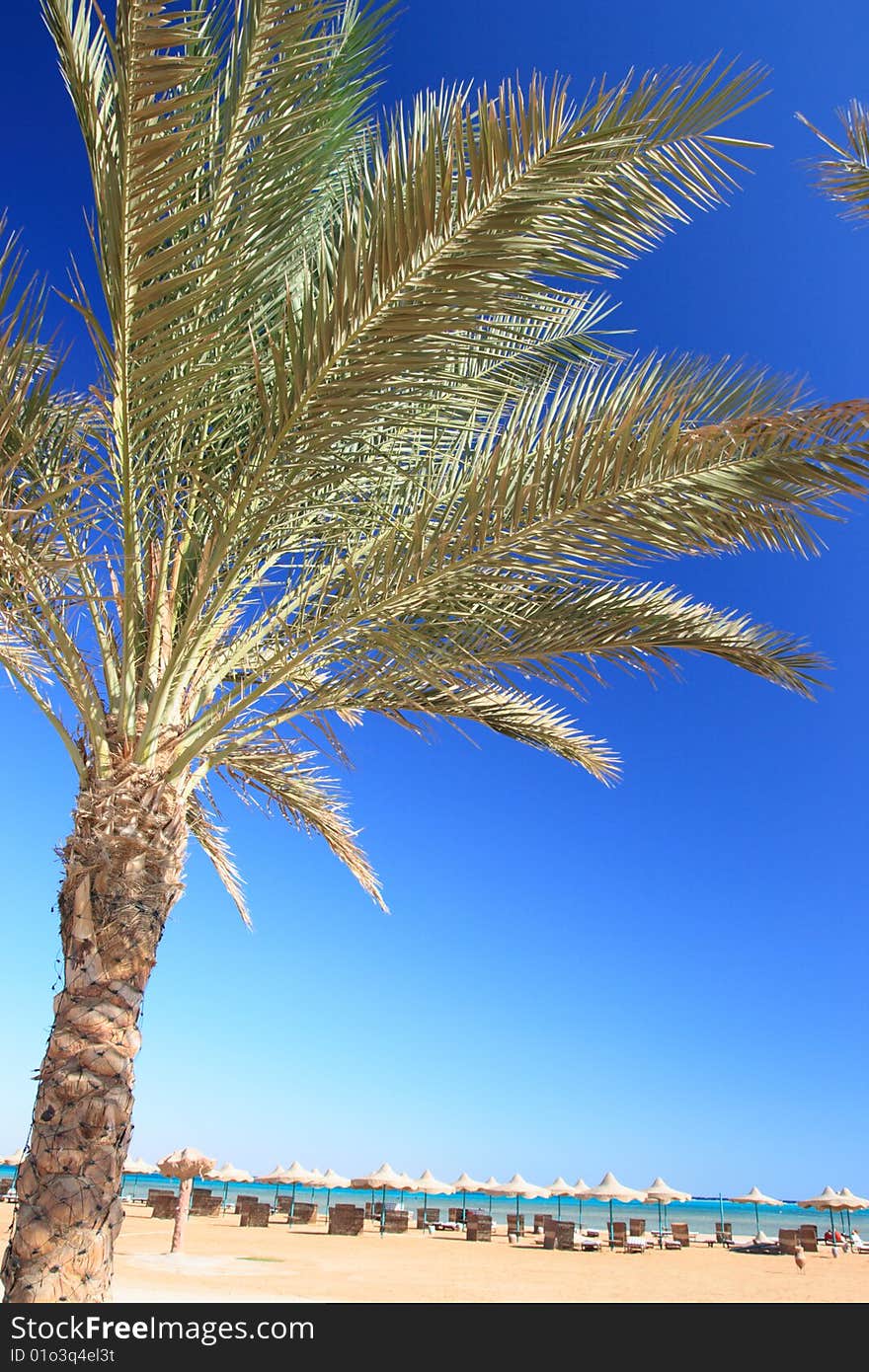 Blue sky, palm and umbrellas on the beach