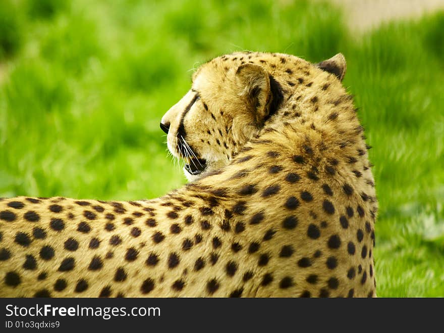 Cheetah looking back snarling in the wild