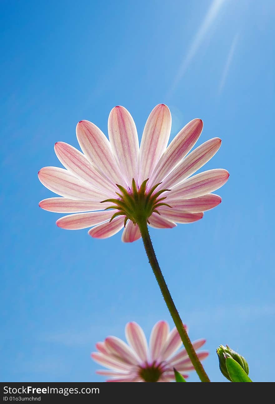 Three flower of green and the blue sky background