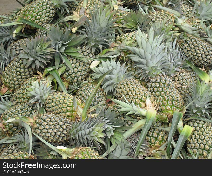 Pineapple Harvest