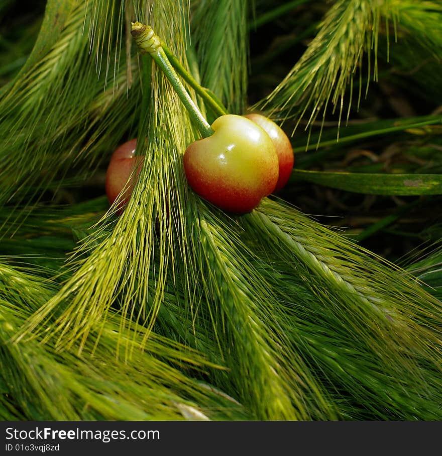 Three Cherries