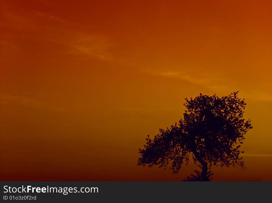 Dark tree in the evening light. Dark tree in the evening light