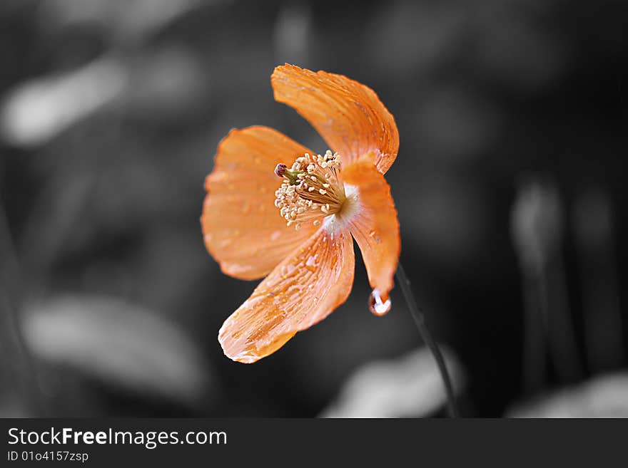 A single wet yellow poppy on a gray background