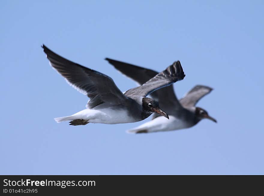 Seagulls