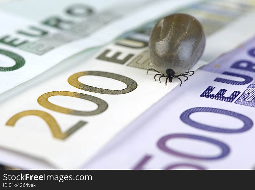 Tick sitting on euro banknotes. Tick sitting on euro banknotes