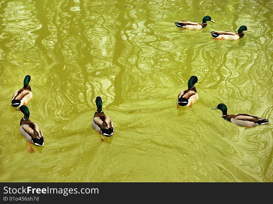 Ducks swiming in the green lake. Ducks swiming in the green lake