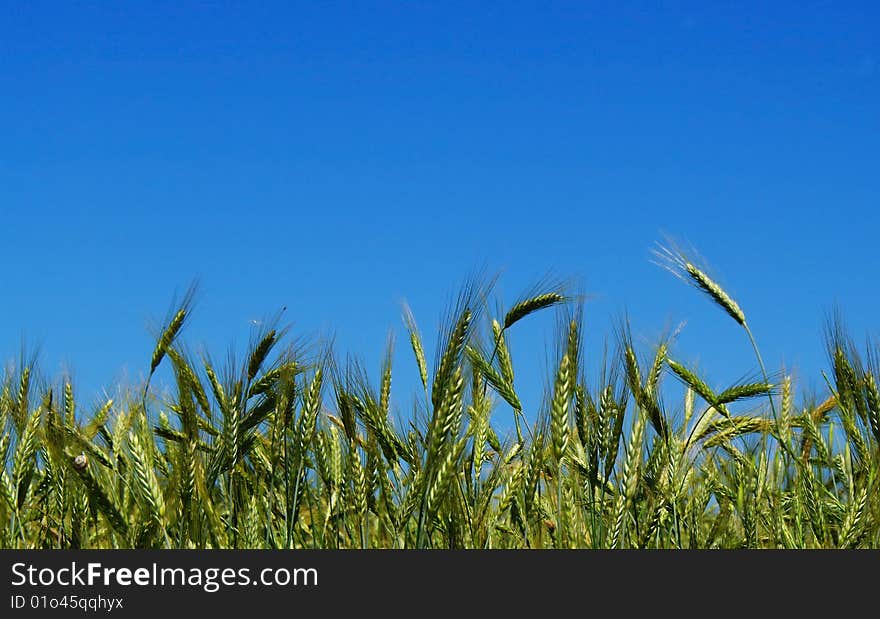 Three spikes of green and the blue sky background