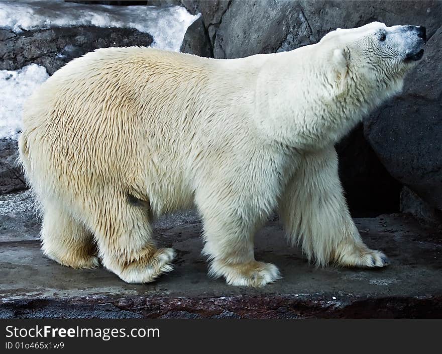 Nice polar bear in the zoo