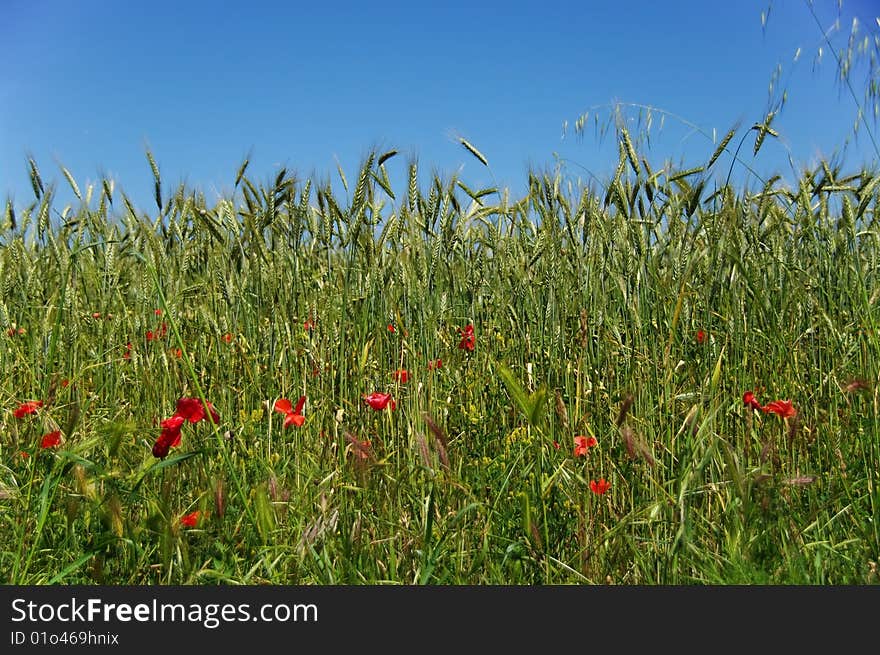 Three spikes of green and the blue sky background