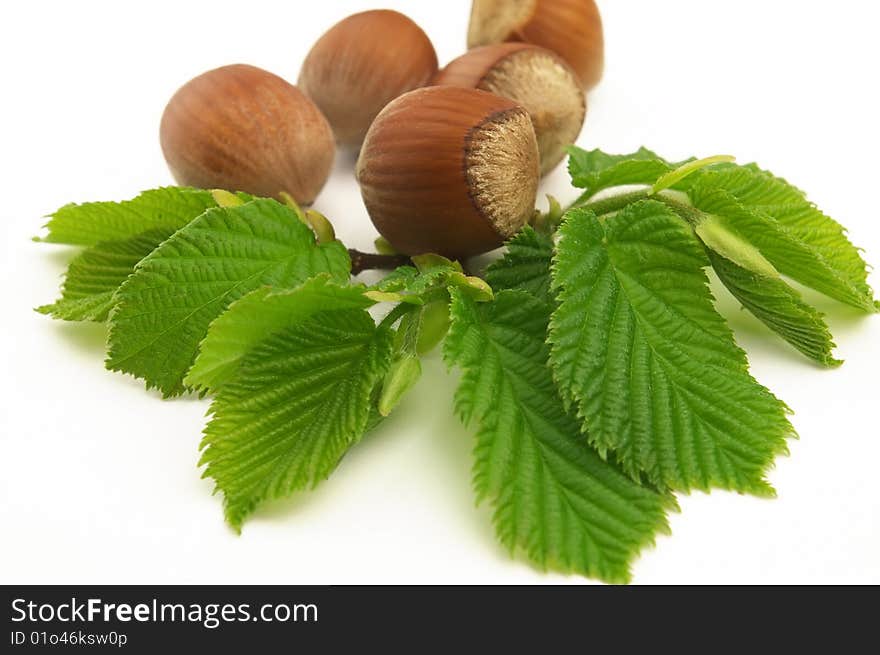 Hazelnuts with leaves on a white background