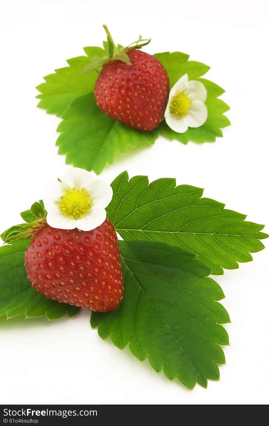 Strawberry with leaves and flower