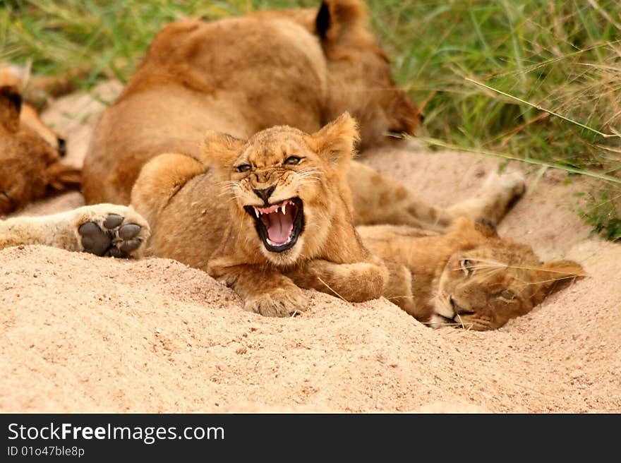 Lions in the Sabi Sand Game Reserve