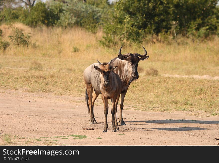 Blue Wildebeest in Sabi Sand Game Reserve