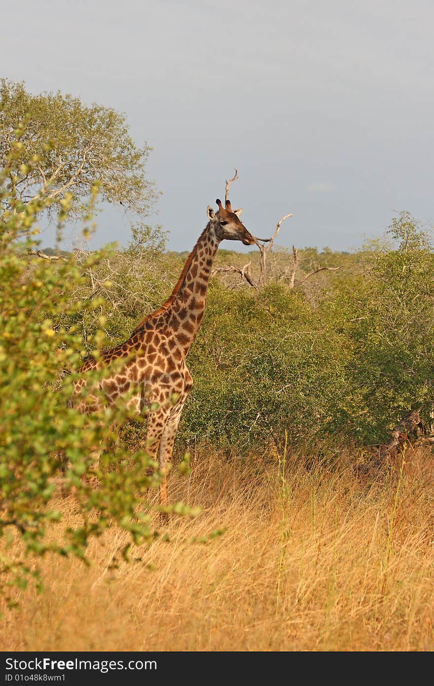 Giraffe in Sabi Sand Reserve, Africa