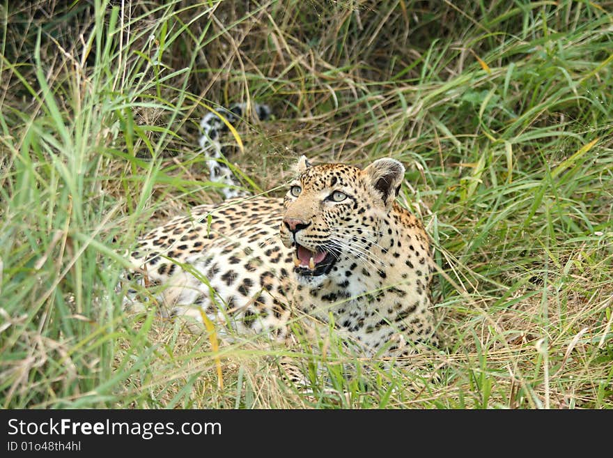 Leopard in Sabi Sand Private Reserve