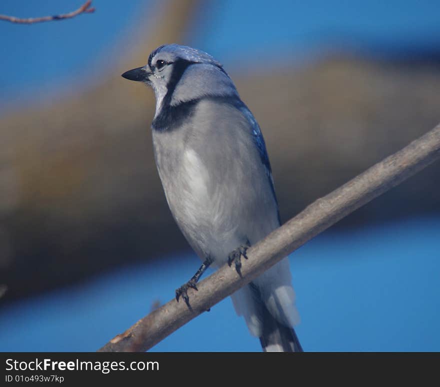 Blue Jay Perched in a Tree