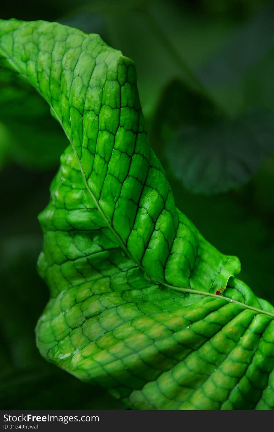 Curled green leaf with black pattern lines. Curled green leaf with black pattern lines