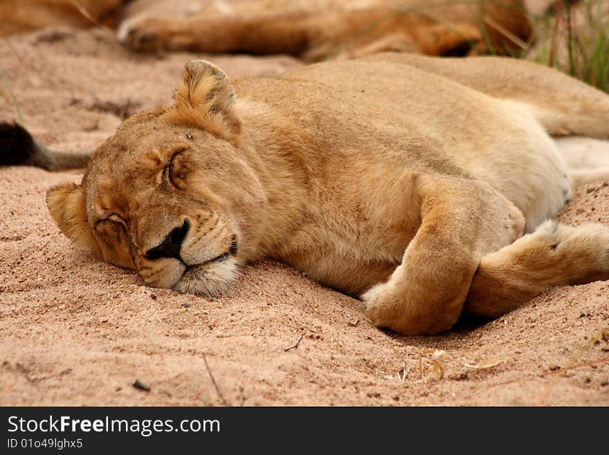 Lions in the Sabi Sand Game Reserve