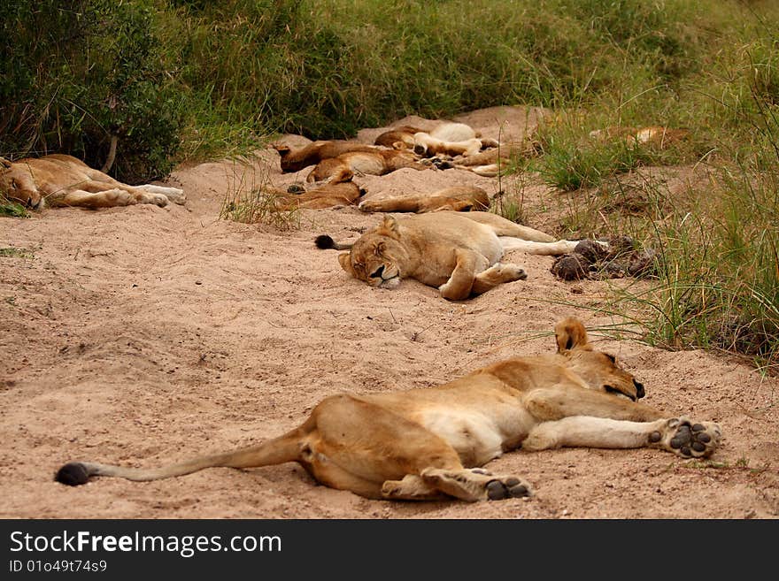 Lions in the Sabi Sand Game Reserve