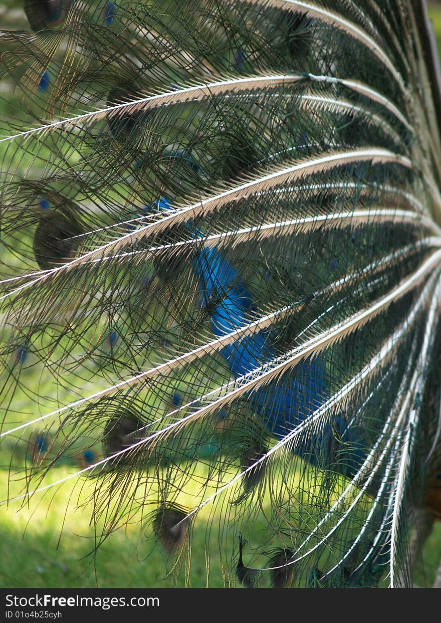 Peacock