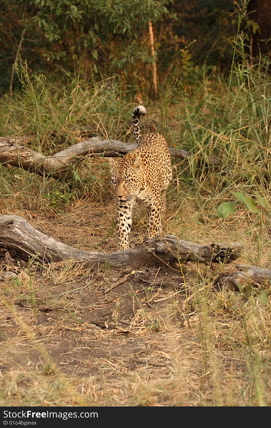 Leopard In Sabi Sand Private Reserve