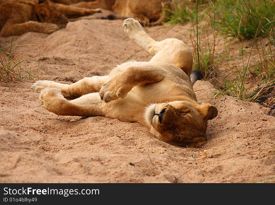 Lions in the Sabi Sand Game Reserve