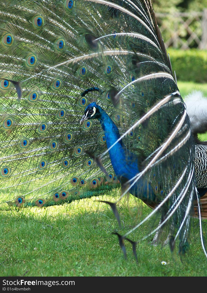 Peacock