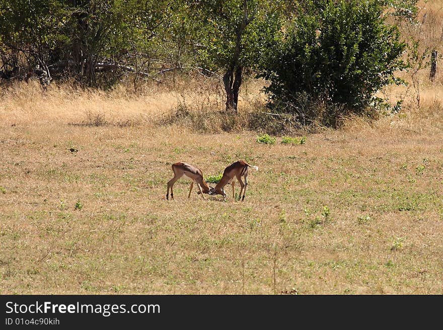 Impala in Sabi Sand, South Africa