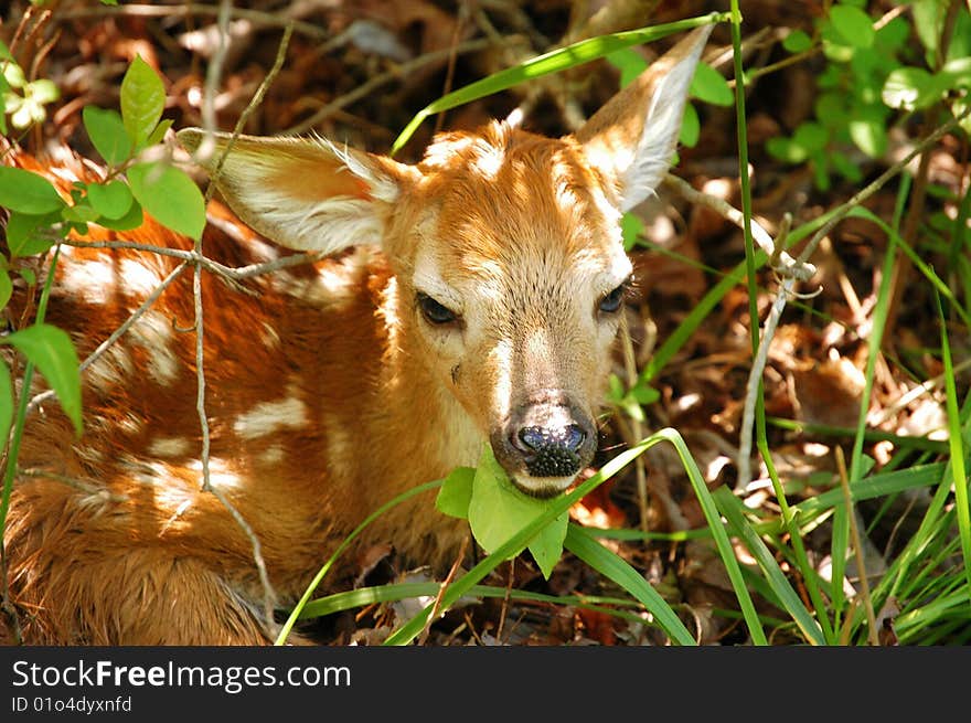 Fawn