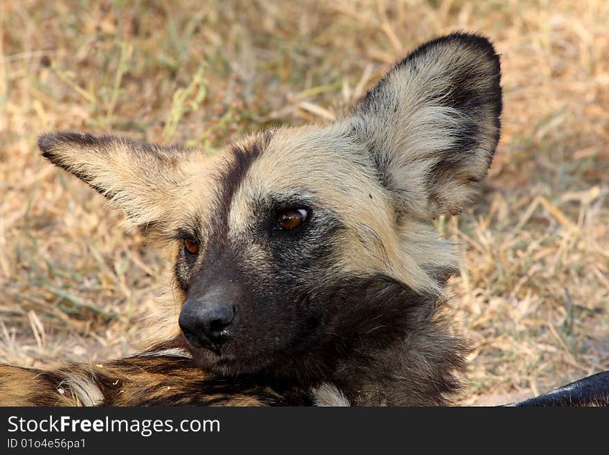 Wild dogs in South Africa