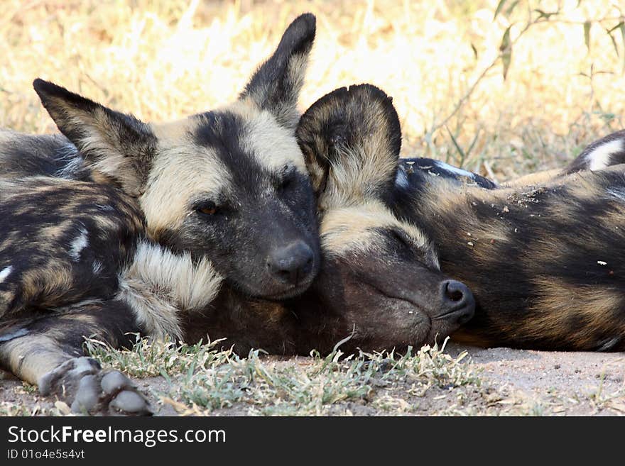 Wild dogs in South Africa