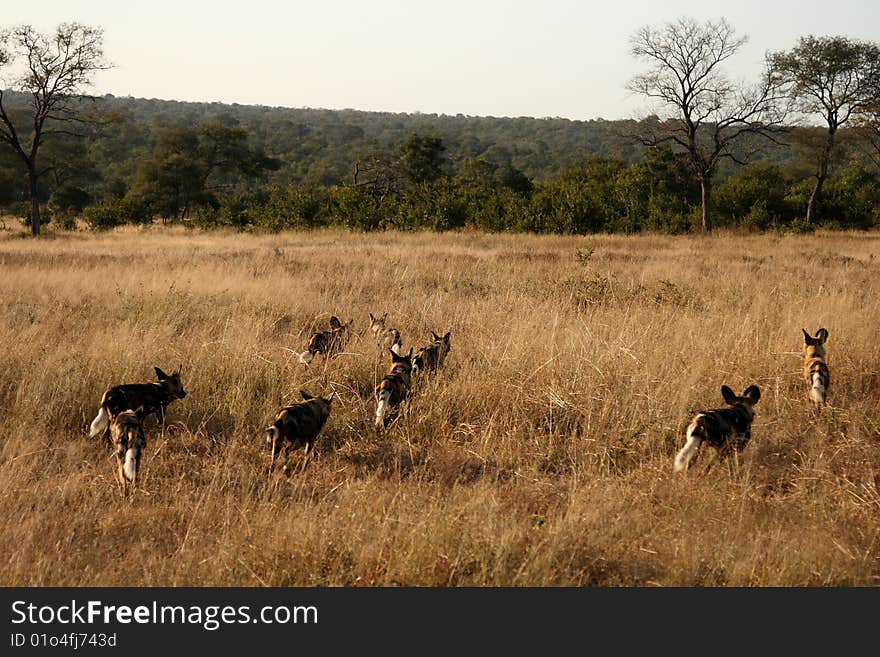 Wild dogs in South Africa