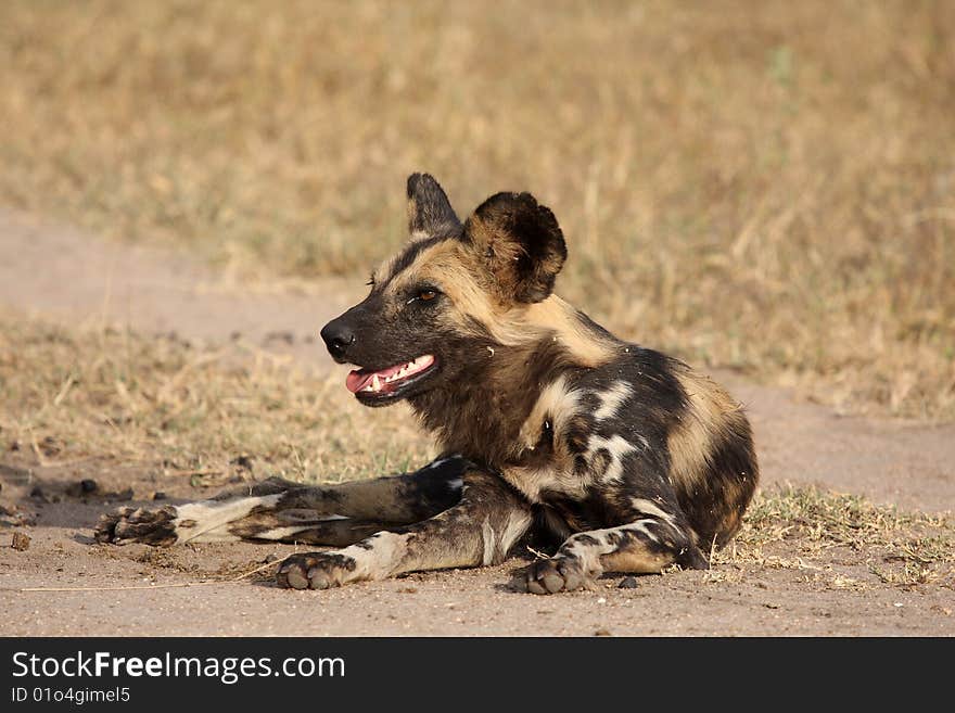 Wid dogs (painted) in Sabi Sand, South Africa. Wid dogs (painted) in Sabi Sand, South Africa