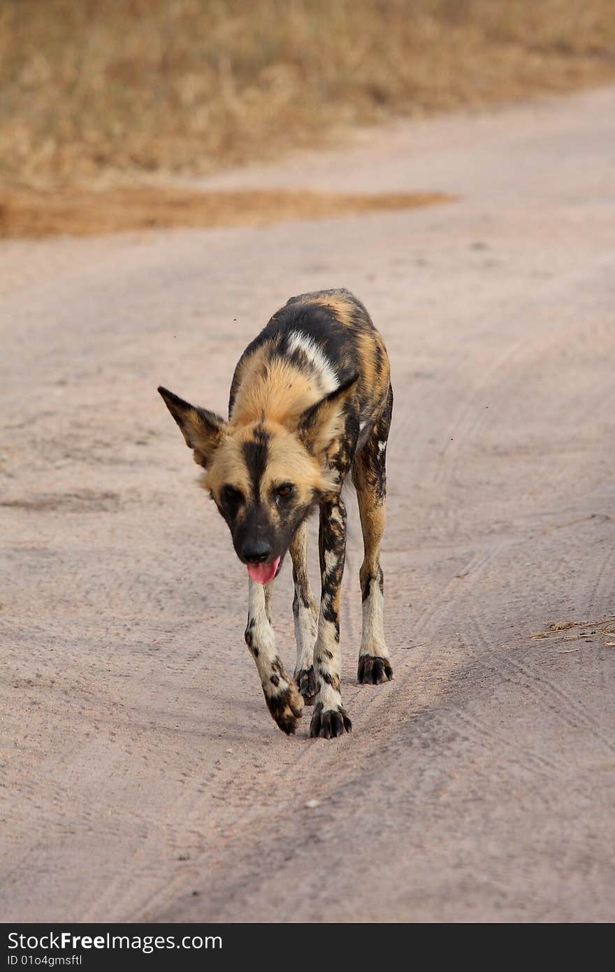 Wild dogs in South Africa