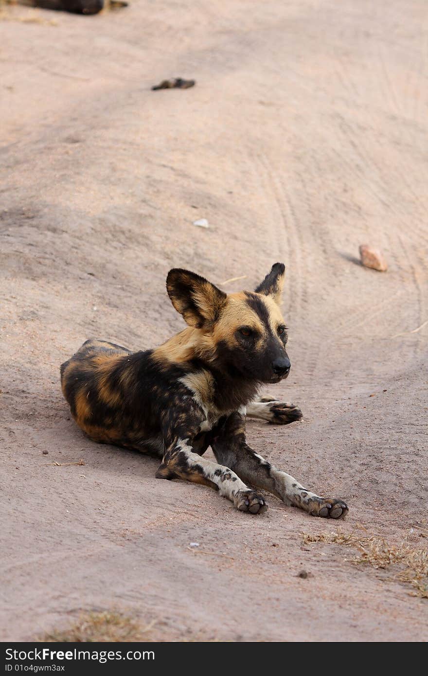 Wild dogs in South Africa