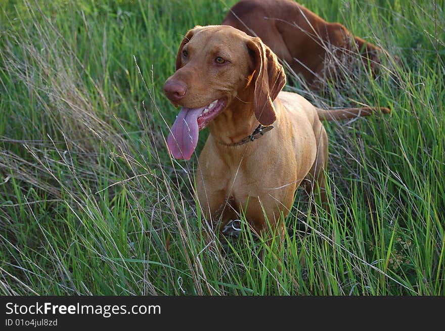 Cute tired hungarian vizsla hunting dog in the meadow. Cute tired hungarian vizsla hunting dog in the meadow