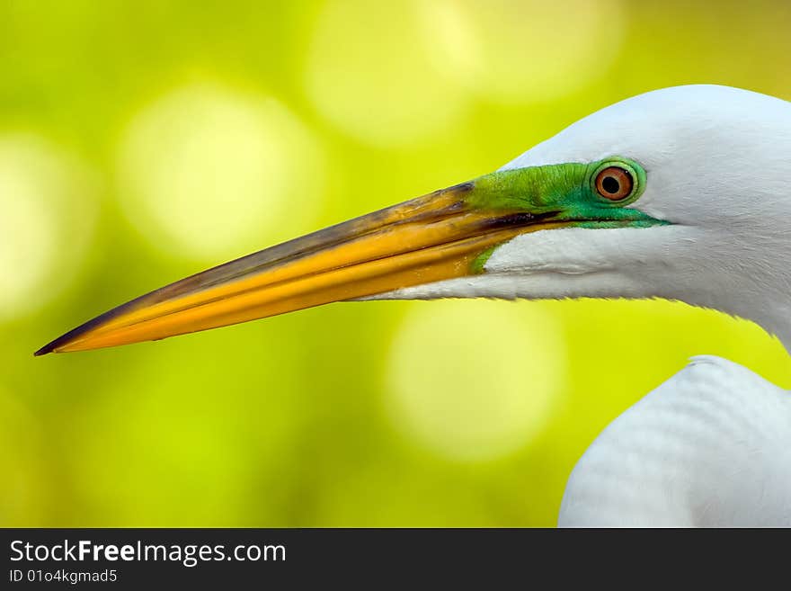 A Close up head shot of a Great Egret displaying mating colors. A Close up head shot of a Great Egret displaying mating colors