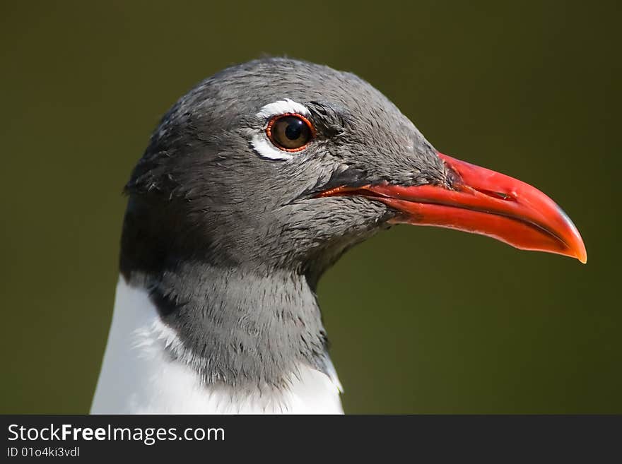 A close up shot of a Laughing Gull