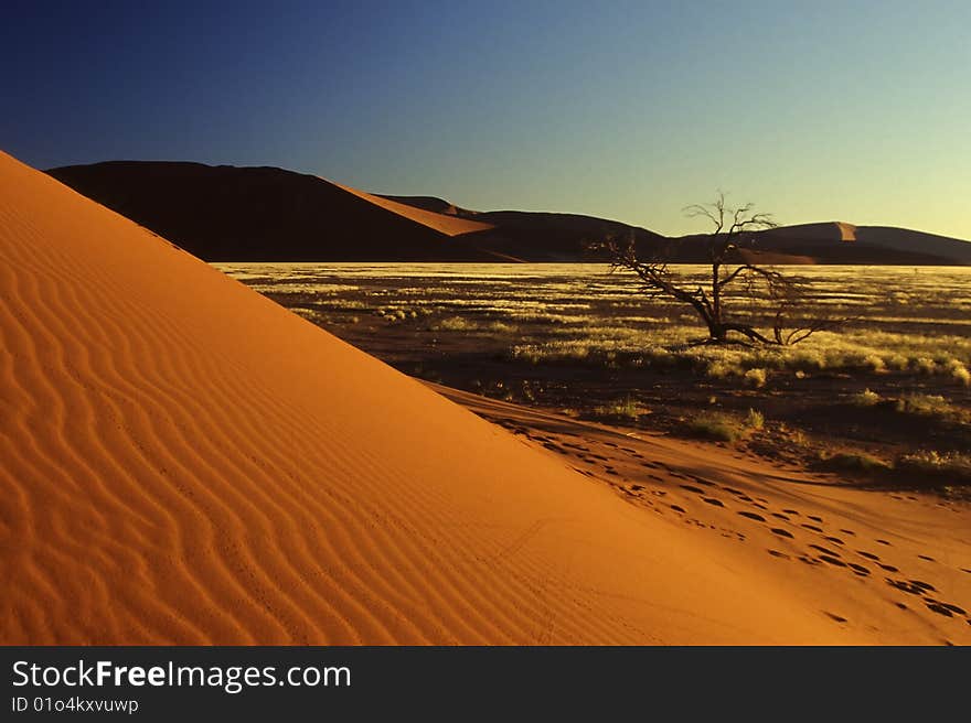 A loney tree in Sossusvlei Namibia