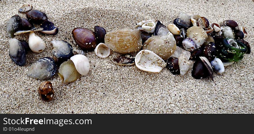 This is a picture of puka and cowrie shells that were found on the beach on Oahu, Hawaii. This is a picture of puka and cowrie shells that were found on the beach on Oahu, Hawaii.