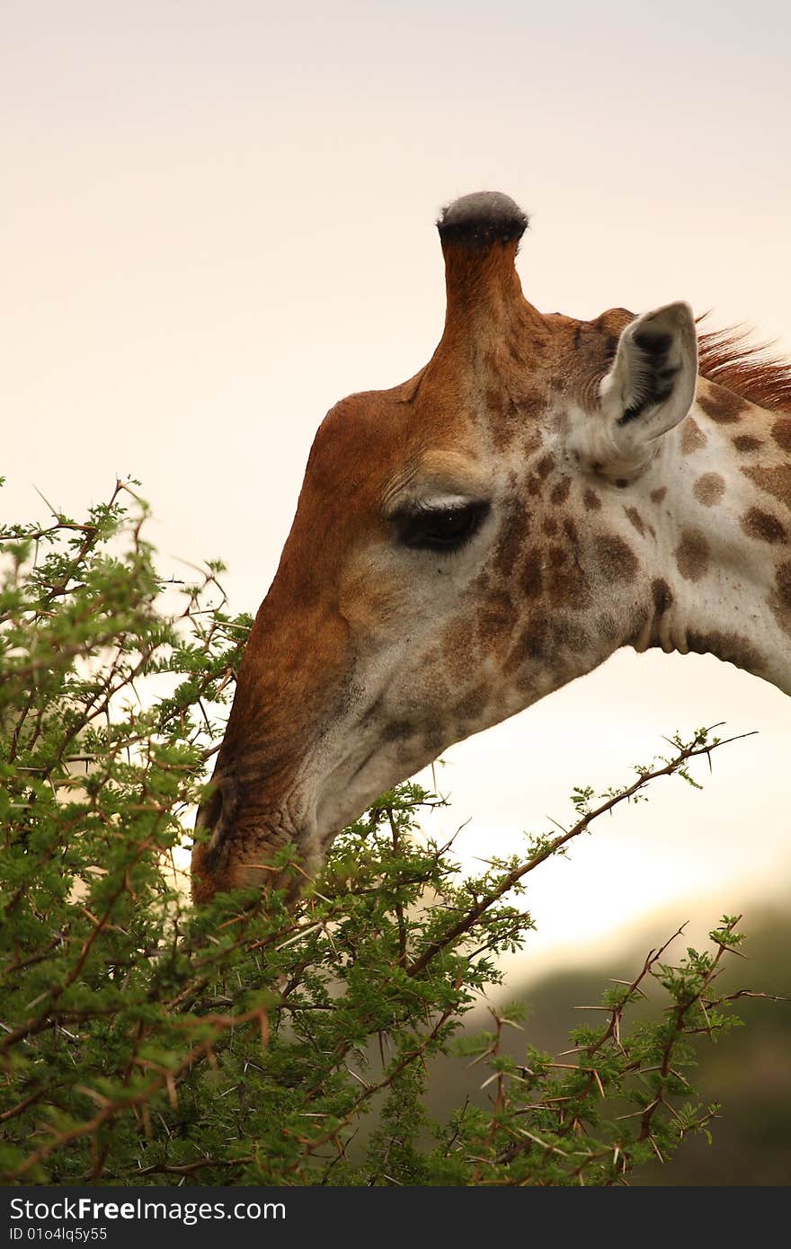 Giraffe in Sabi Sand Reserve, South Africa