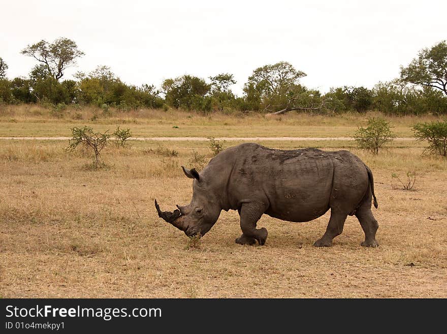 Rhino in Sabi Sand, South Africa