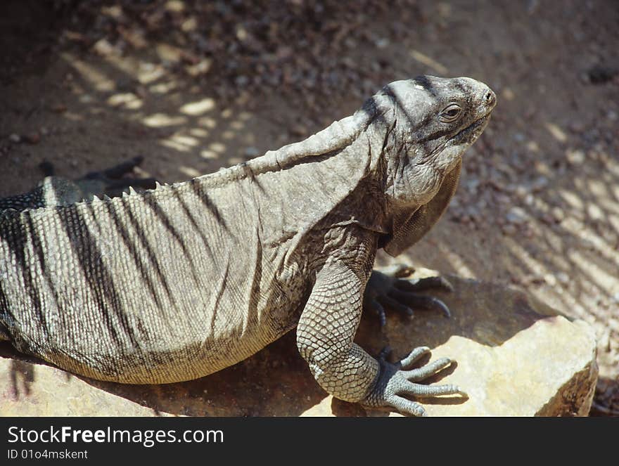 Photo of a large lizard taken at a southern California zoo. Photo of a large lizard taken at a southern California zoo.