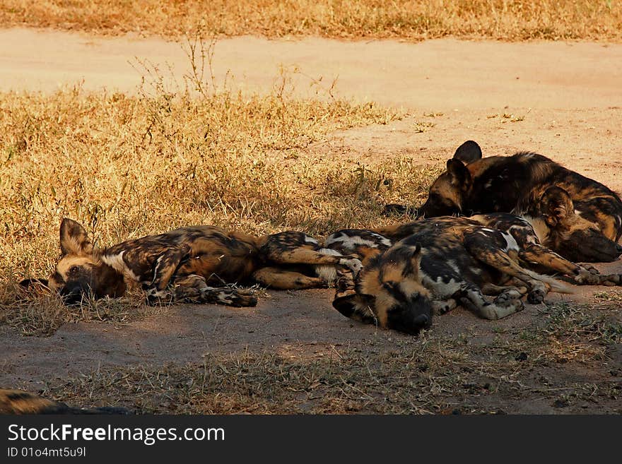 Wild Dogs In South Africa