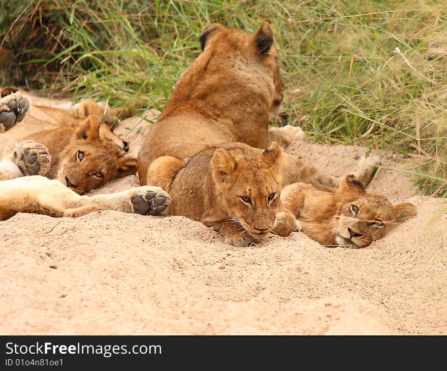 Lions in the Sabi Sand Game Reserve