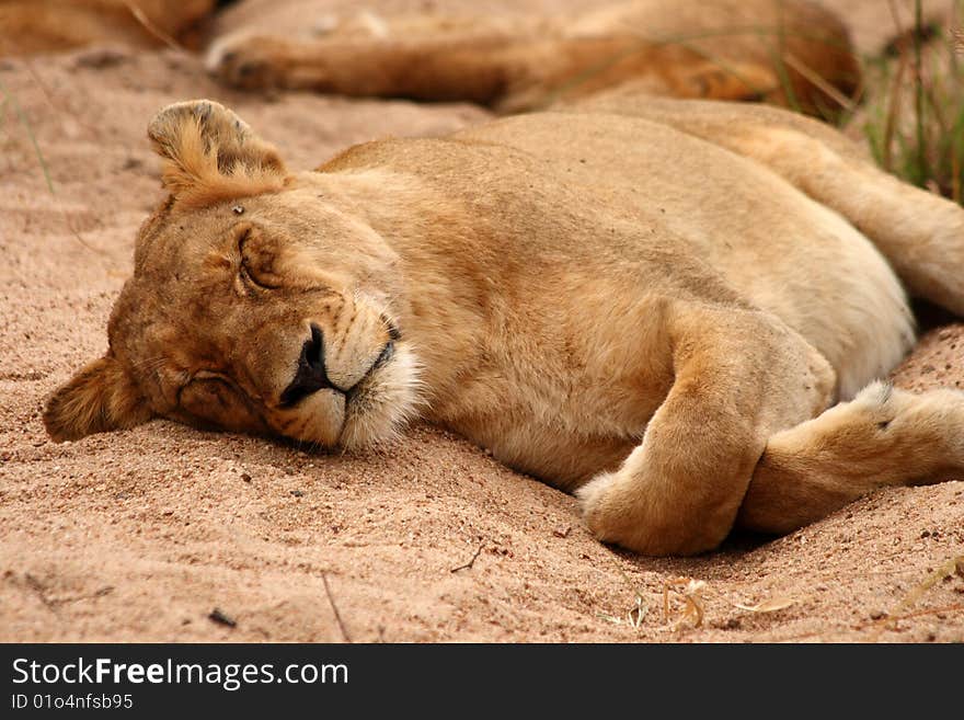 Lions in the Sabi Sand Game Reserve