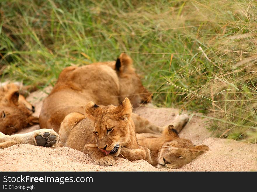 Lions in the Sabi Sand Game Reserve