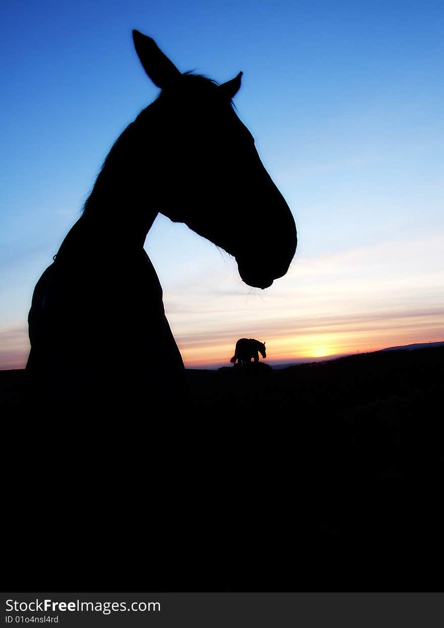 A horse shilouette in the sunset, close up. A horse shilouette in the sunset, close up