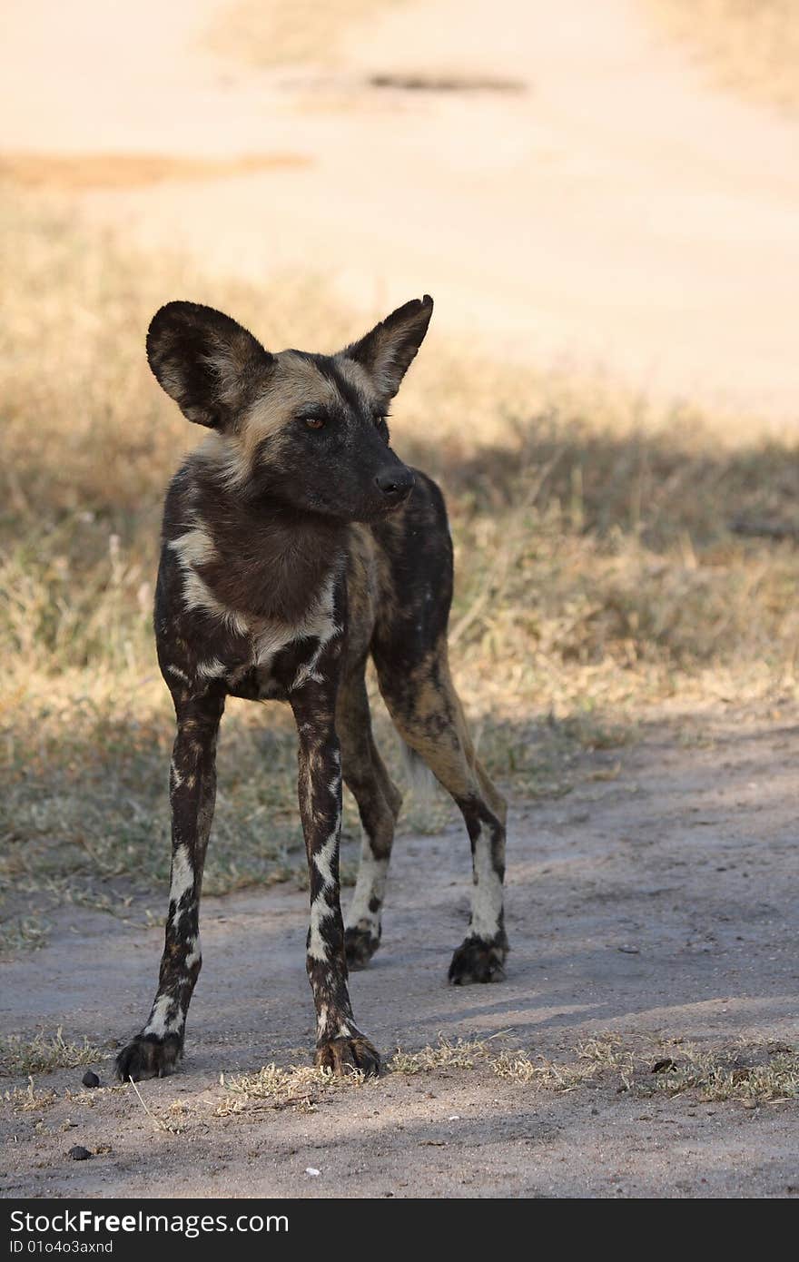 Wild dogs in Soouth Africa