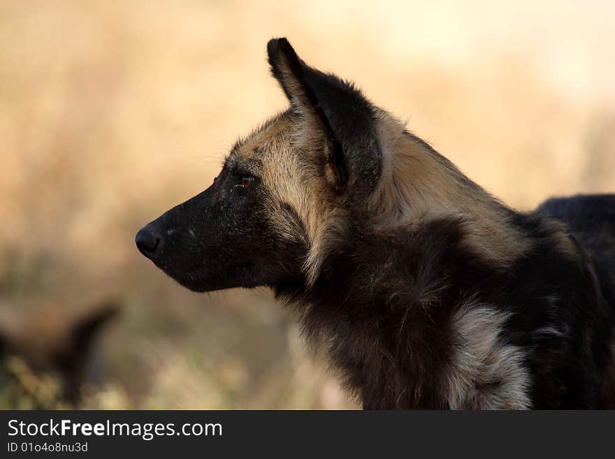 Wild Dogs In Soouth Africa